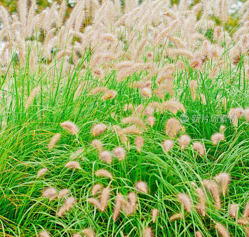 秋季喷泉草(Pennisetum setaceum) - V